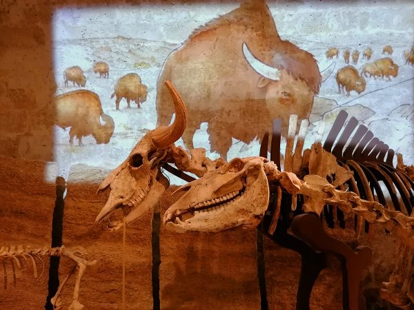 Especial escolar: ¡dinosaurios al estilo prehistórico!