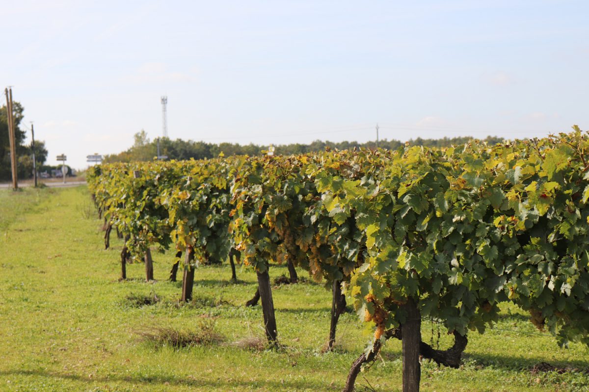 Vignes Asniere Nouere