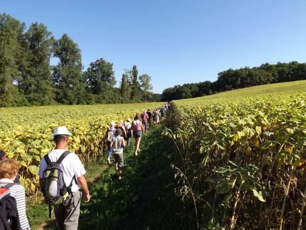 Une Rando au cœur des vignes