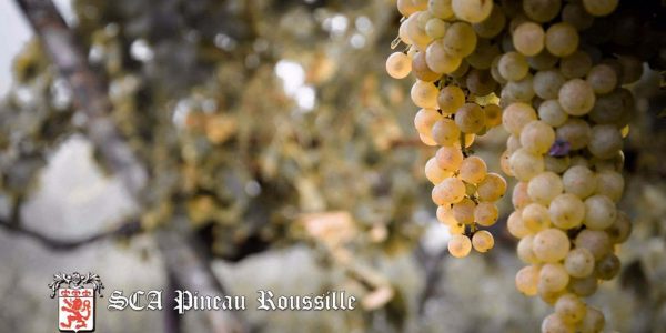 Marianne Roussille, Winzerin