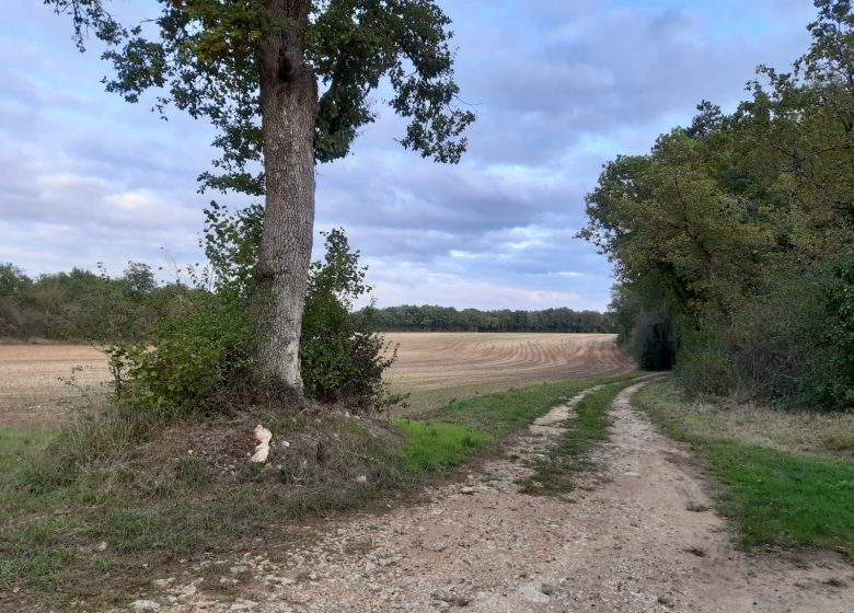 Circuit VTT famille N°8 de Bouëx