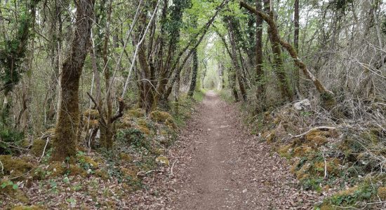 Circuit VTT N°10 expert de Bouëx