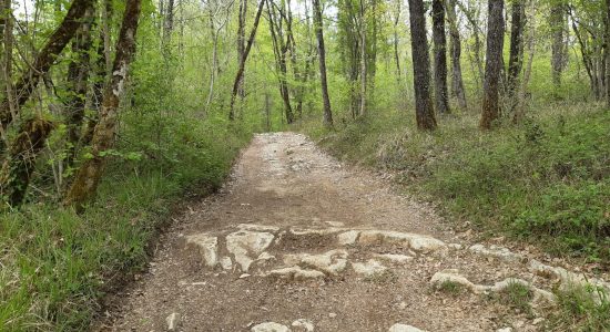 Circuit VTT N°10 expert de Bouëx