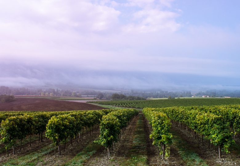 Domaine Conte et Filles