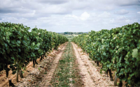 Bourgoin Cognac – Visite guidée avec pique-nique dans les vignes