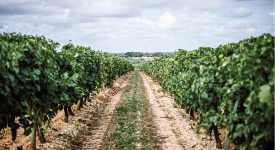 Bourgoin Cognac – Visite guidée avec pique-nique dans les vignes