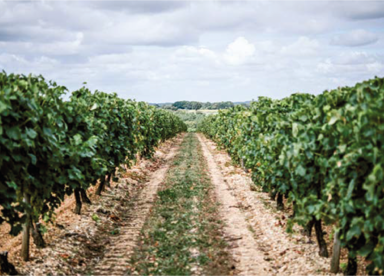 Bourgoin Cognac – Visite guidée avec pique-nique dans les vignes