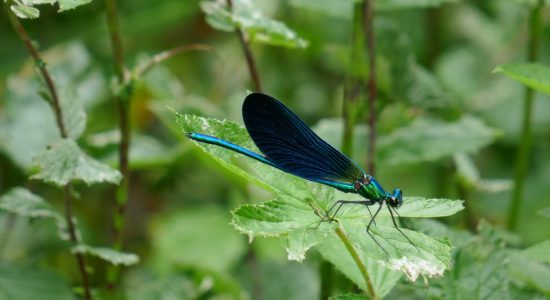 Circuit des lavoirs de Champniers
