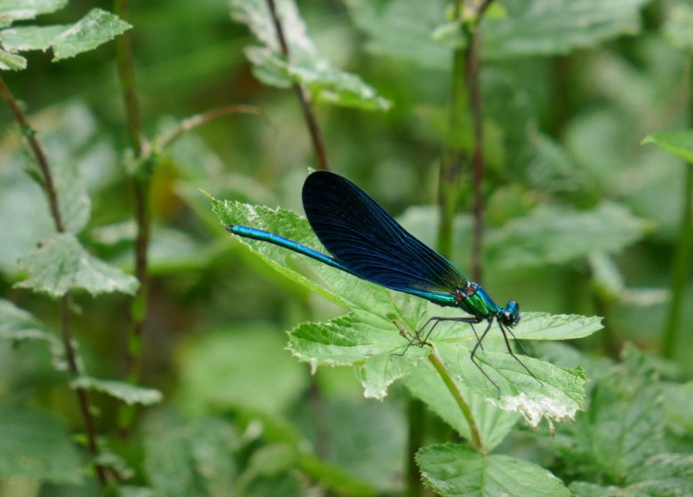 Circuit des lavoirs de Champniers