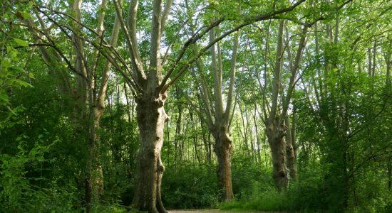La coulée verte