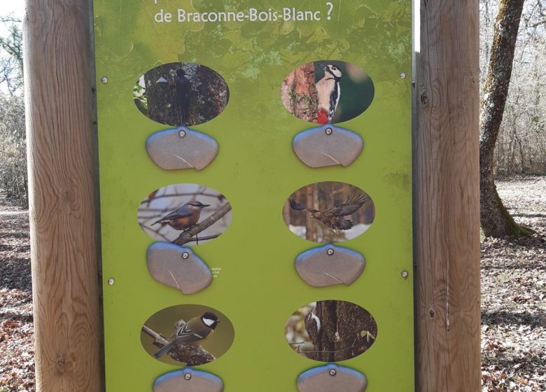 Forêt de Bois Blanc