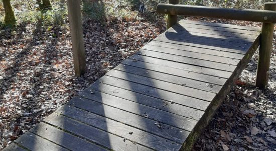Forêt de Bois Blanc