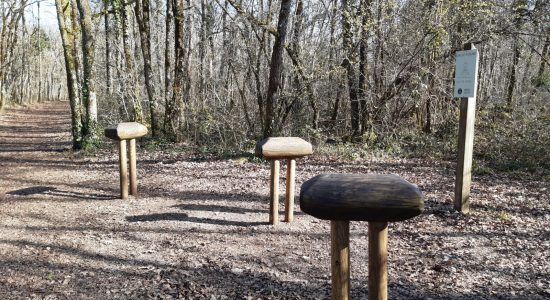 Forêt de Bois Blanc