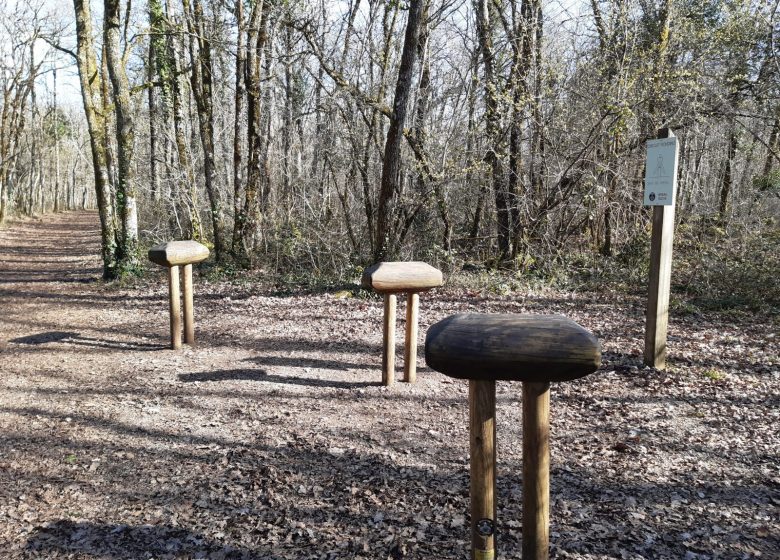Forêt de Bois Blanc