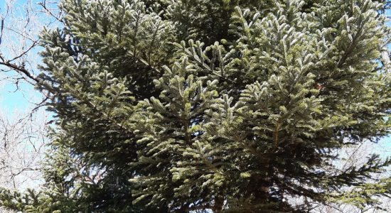 Forêt de Bois Blanc