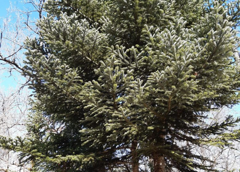 Forêt de Bois Blanc