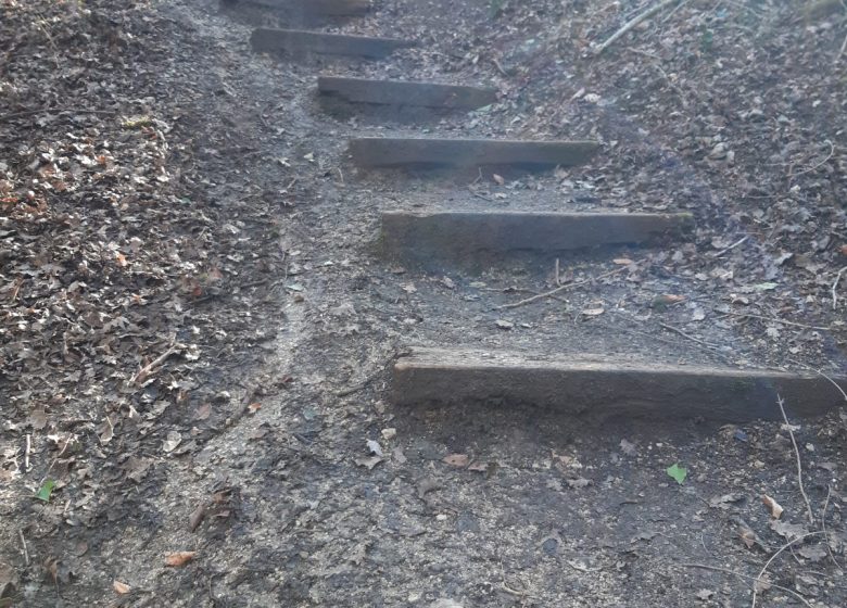 Forêt de Bois Blanc