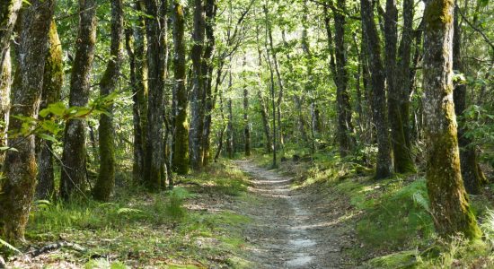 Circuit du chemin Henri IV