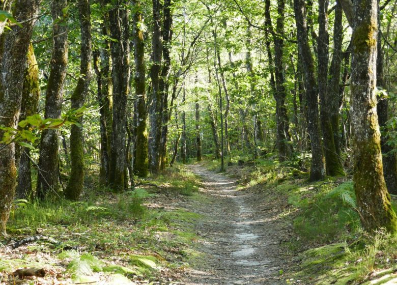 Circuit du chemin Henri IV