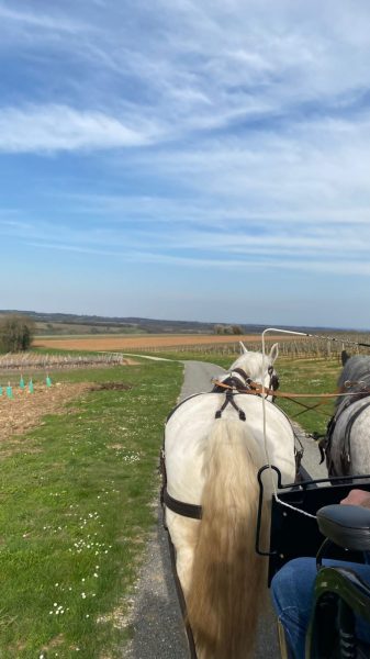 Les visites hippomobiles Bourgoin Cognac