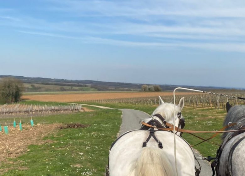 Les visites hippomobiles Bourgoin Cognac