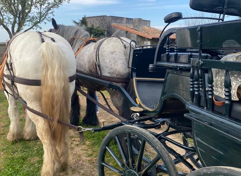 Les visites hippomobiles Bourgoin Cognac