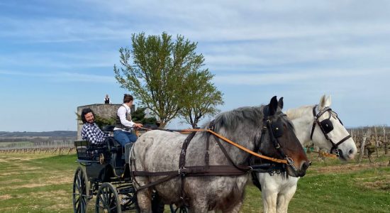 Les visites hippomobiles Bourgoin Cognac