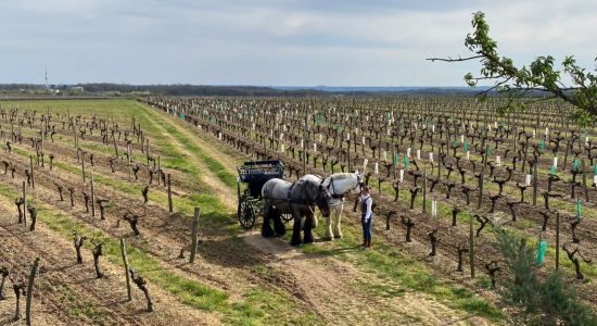 Les visites hippomobiles Bourgoin Cognac
