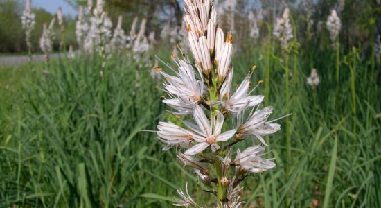 Circuit des asphodèles