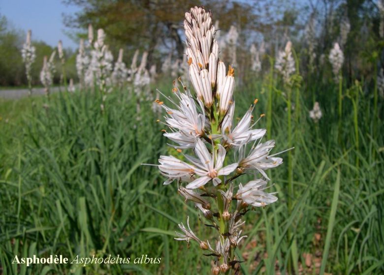 Circuit des asphodèles