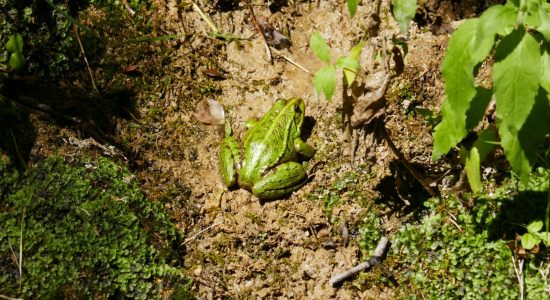 Circuit de la fontaine de Tonne