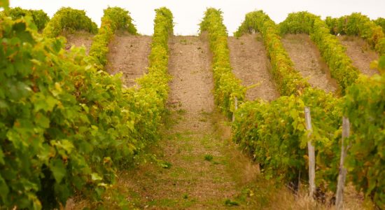 Circuit du fleuve Charente et des vignes