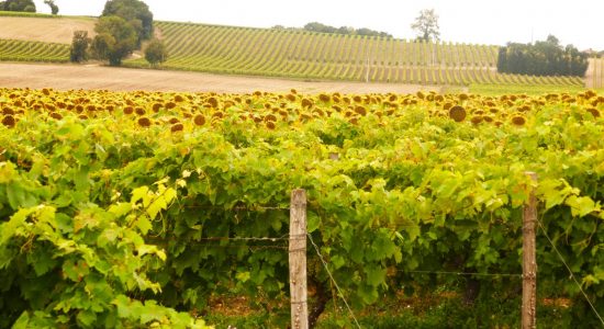 Circuit du fleuve Charente et des vignes