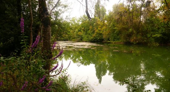 Circuit du fleuve Charente et des vignes