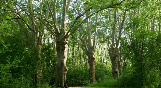 Circuit VTT 18 km Saint -Yrieix