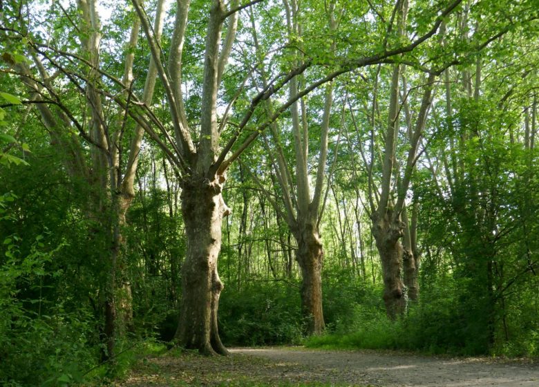 Circuit VTT 18 km Saint -Yrieix