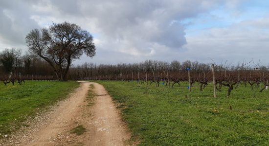 Circuit des orchidées et des truffières