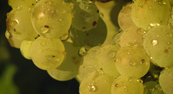 Cognac François Voyer et Cognac Vaudon