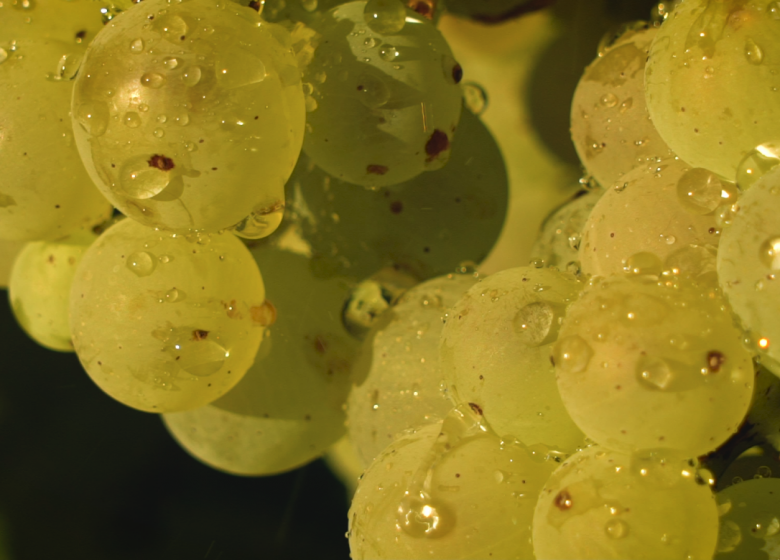 Cognac François Voyer et Cognac Vaudon