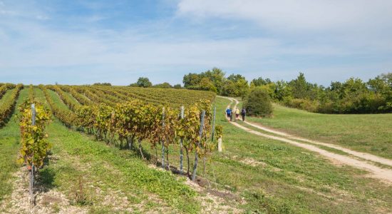 Circuit des vignes