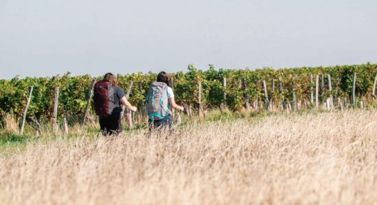Circuit entre vignes et Nouère