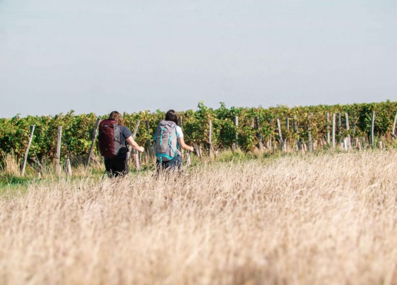 Circuit entre vignes et Nouère
