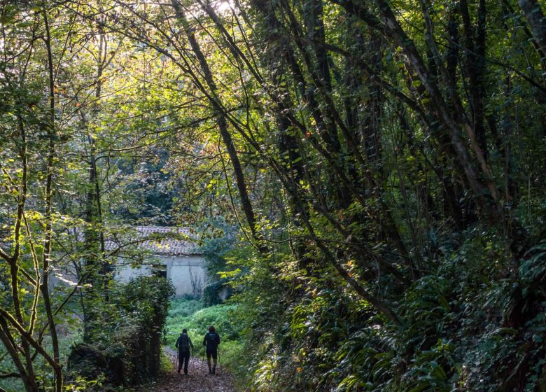 Circuit du fleuve Charente et des vignes