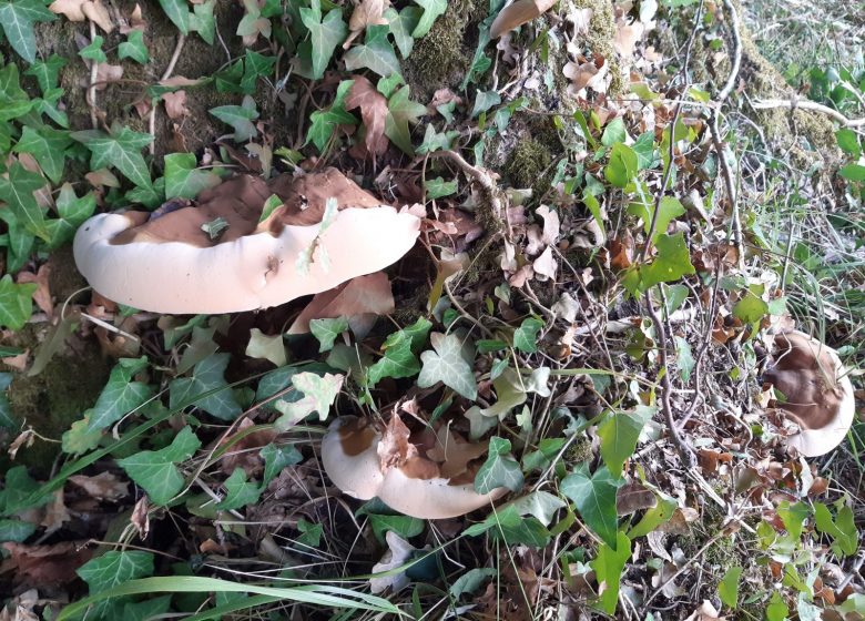 Circuit des 4 vallées