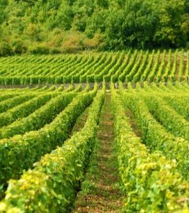 Food Tour Le Circuit Valois