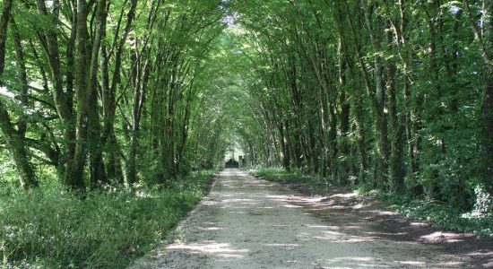 La Grande Salamandre