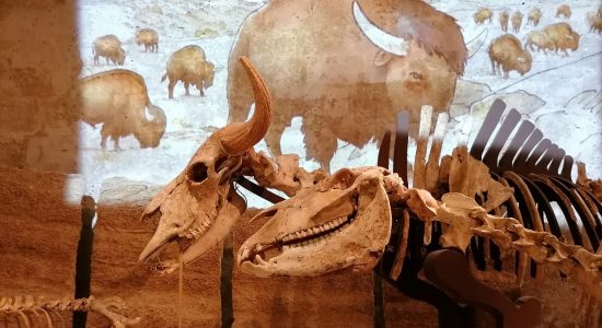 Musée d’Angoulême