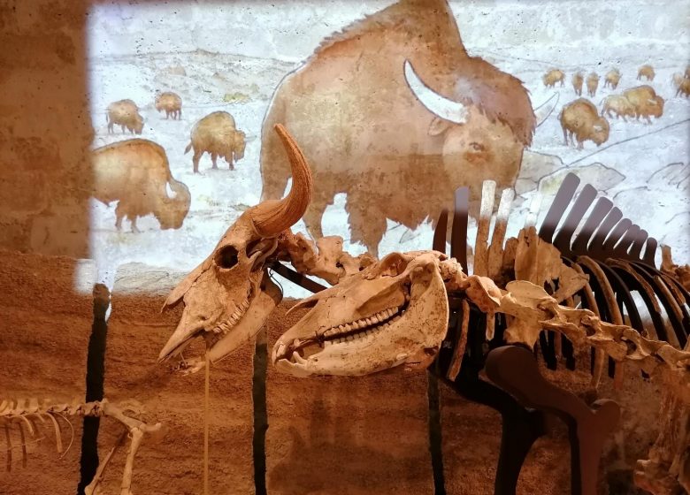 Musée d’Angoulême