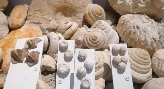 Musée d’Angoulême