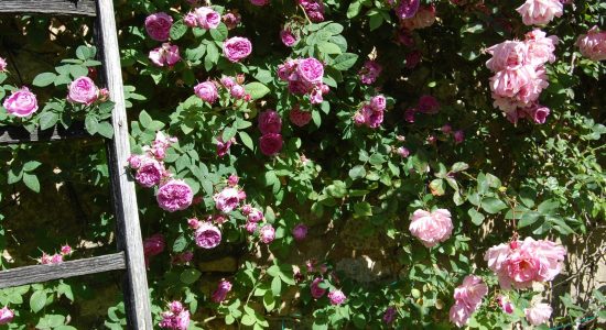Jardins Secrets